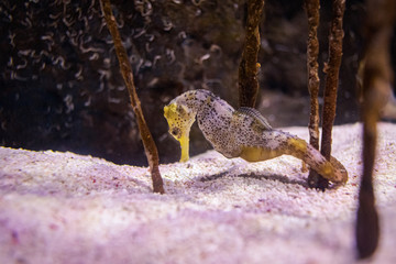 seahorse