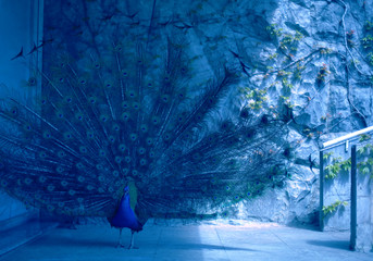 Beautiful peacock with feathers toned in trendy classic blue color. Color of the year 2020. 