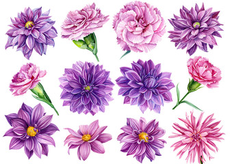 large set of flowers, watercolor illustration, botanical painting, beautiful bouquets of flowers, flora design, purple dahlia collection, pink carnations - obrazy, fototapety, plakaty