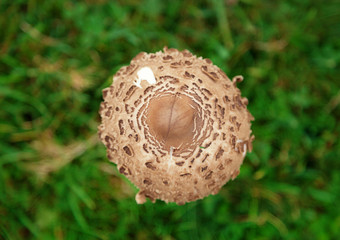 Puffball Top View
