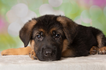 German Shepherd Puppy Dog Close Up Portrait