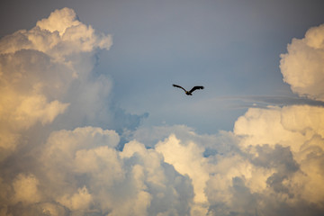 Juvenile bald eagle flying among storm clouds near sunset in Alaska.