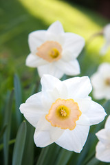 Naklejka na ściany i meble Daffodils in Garden