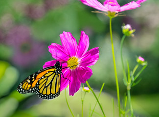 Monarch butterfly feeding on a purple cosmos flower with soft focus green background