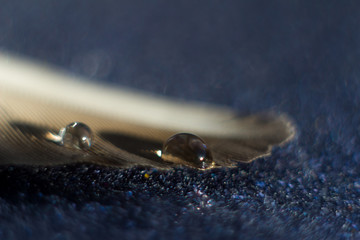 Macrophoto water droplets and the feather of a bird