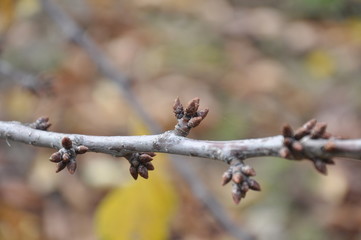 The buds in the cherry tree in winter close up