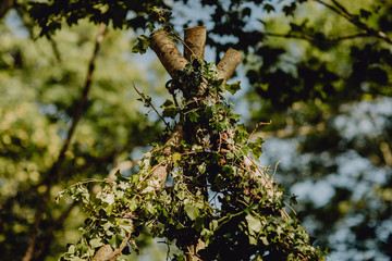 Tipi en bois dans la nature