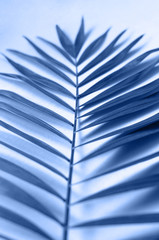 Palm tree branch close-up of a classic blue color.