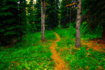 Rich Earth Path Into Lush Green Forest