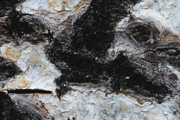 Corteccia scura, dettaglio macro.