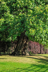 Large chestnut in a lawn garden, England