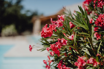 Obraz premium Laurier au bord de la piscine 