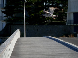 détail du vol d'un jeune Goéland   (série de 43 photos )  4