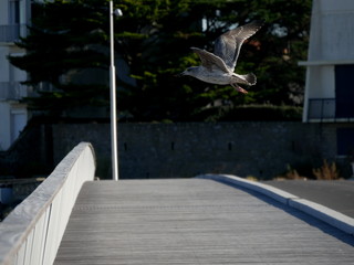 détail du vol d'un jeune Goéland   (série de 43 photos )  5