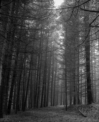 in the forest with beautiful trees