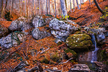 Autumn forest