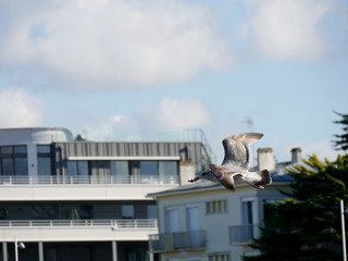 détail du vol d'un jeune Goéland   (série de 43 photos )  32