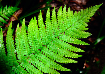 Light Green fern leave in the forest. Leaves texture, natural background. 