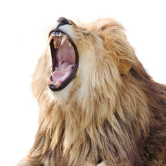 Furious roaring lion isolated on white background
