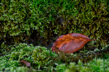 Autumn Leaf on Musk