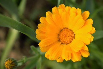 Yellow Aster flower