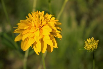 Yellow flower in grass
