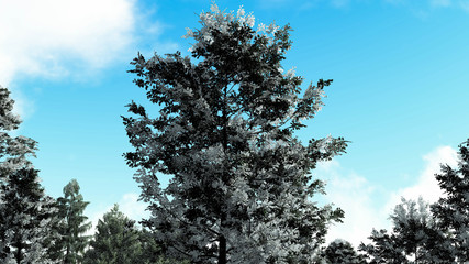 Tree in Snow Weather, Winter Background, 3D Rendering