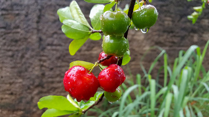 Acerolas vermelha e verde, molhadas