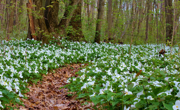 Springtime Wildflower Hike. Wild white trillium blossoms line a winding forest trail in a Great Lakes forest
