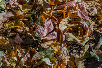 Autumn cover the ground and fill the whole photo frame.