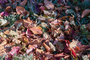 Autumn cover the ground and fill the whole photo frame.