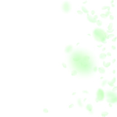 Green flower petals falling down. Cute romantic fl