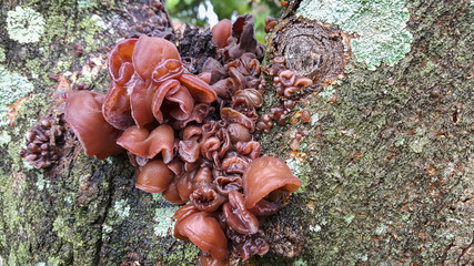 Textura com cogumelo de cor caramelo e musgos coloridos em tronco de árvore