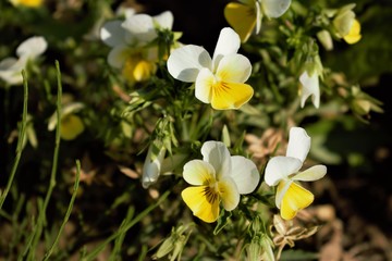 White-yellow violet flowers