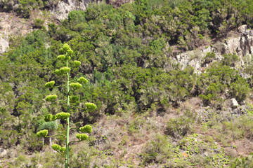 Fototapeta na wymiar Chamorga, Anaga, Santa Cruz de Tenerife, España