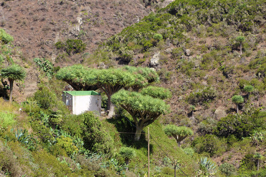 Chamorga, Anaga, Santa Cruz de Tenrife, Espa&ntilde;a