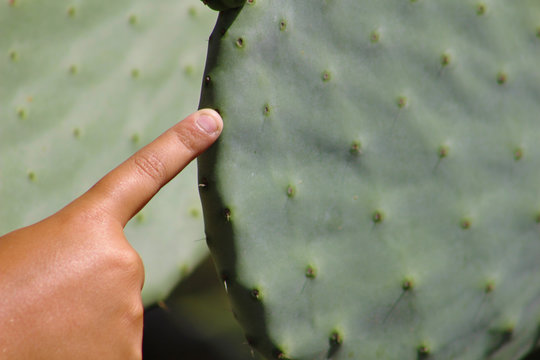 Higo Chumbo, higo pico o tuno