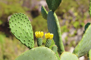 Cactus, Chumbera o Tunera