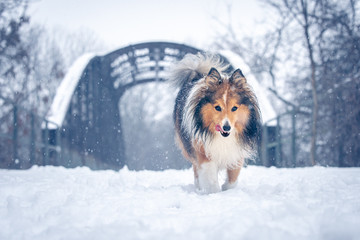 Shetland sheepdog on the snow