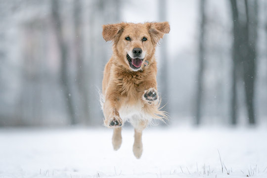 Dog In The Snow