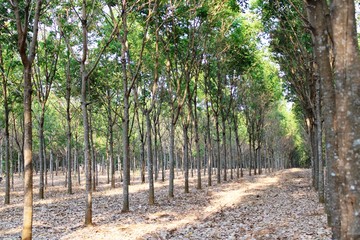 The atmosphere of the rubber forest