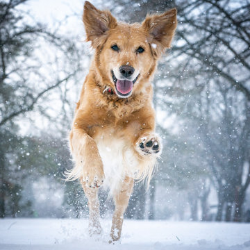 Golden retriever jumping in the snow