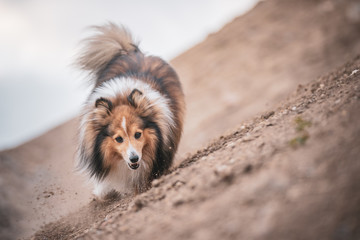 Sheltie running on the sand