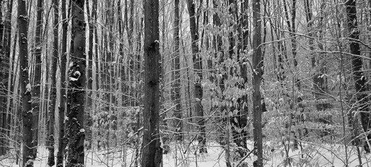 Late fall, early winter landscape in Bromont, Eastern township  Quebec, Canada