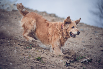 Golden retriever running from the hill