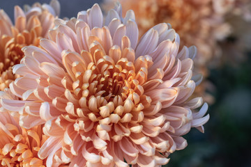 Beautiful  chrysanthemums close up in autumn Sunny day in the garden. Autumn flowers. Flower head