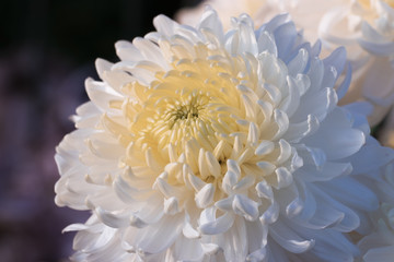 Beautiful white chrysanthemums close up in autumn Sunny day in the garden. Autumn flowers. Flower head