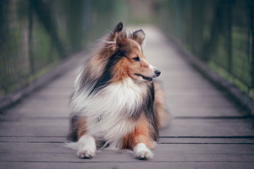Portrait of dog