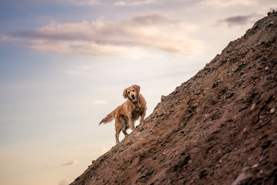 Portrait of dog on the hill