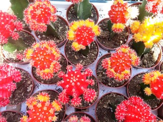 Colorful Cacti